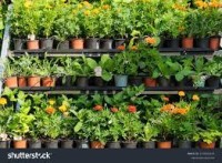 MY Garden Nursery BTL – Wholesale Plants in Bahria Town Lahore 🌿