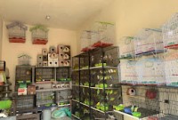 S&S Birds & Fish Shop