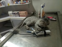 Pets Friend Animal Clinic