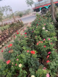 AQUA GREEN HORTISCAPE